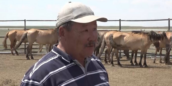 БҚО-да қымыз дайындаудың қыр-сырын білетін шаруа тұрады