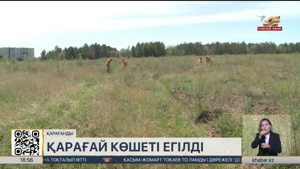 Қарағандыда 44 мың қарағай көшеті егілді