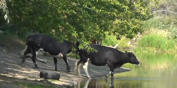 Семейдегі саябақ сиырлардың &laquo;мекеніне&raquo; айналды