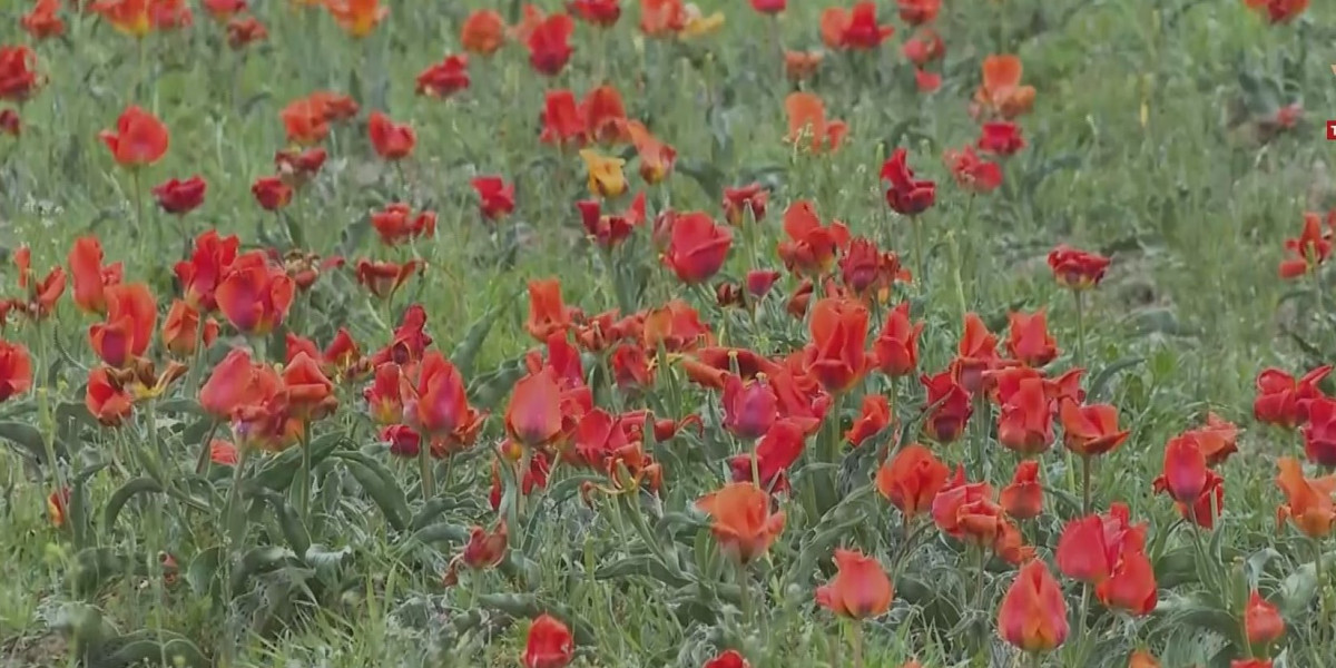 Ол мені кискасын қатты жалауға мәжбүр етті.
