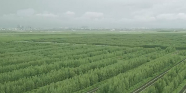 Елорда іргесі &ndash; ну орман