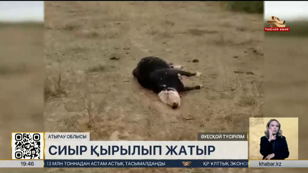 Атырау облысында сиыр қырылып жатыр