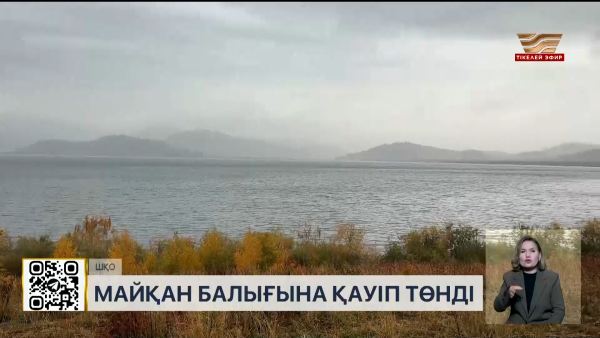 Марқакөлде су құзғыны қаптап кетті
