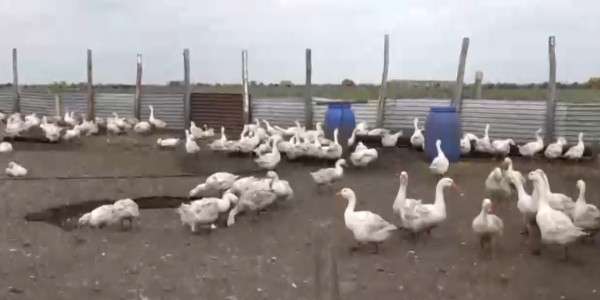 Суточный падеж птиц в стране сократился до 22 голов