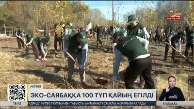 Ақтөбедегі экосаябақ аумағына 100 түп қайың көшеті отырғызылды
