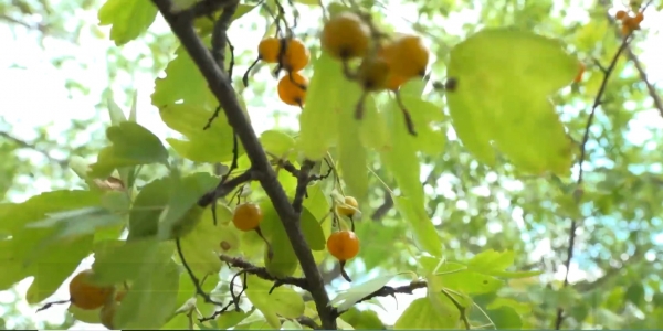 В СКО в результате отравления неизвестной ягодой скончался пятилетний ребёнок