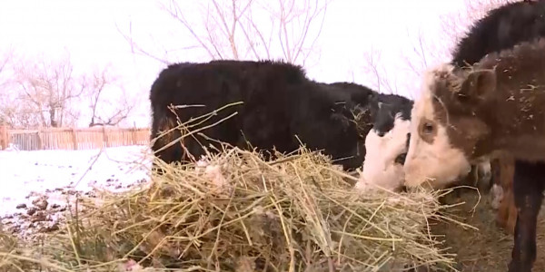 Шаруалар шағымы: мал суаратын жалғыз көл жекенің иелігінде