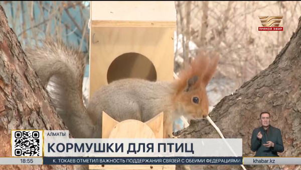 Кормушки для птиц и белок установили в ботаническом саду Алматы