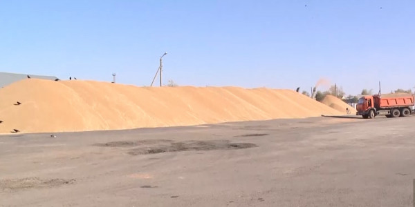 Уборочная кампания стартовала в Акмолинской области