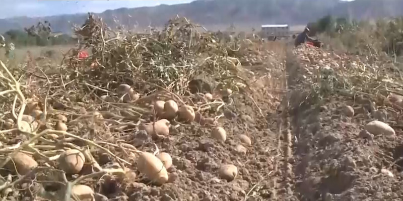 Алматы облысы өзге өңірлерді тұқымдық картоппен қамтамасыз етуге әзір