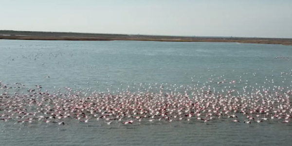 В Мангистауской области увеличилось число краснокнижных птиц и животных