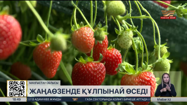 Жаңаөзен кәсіпкерлері жылыжайда құлпынай өсіріп отыр