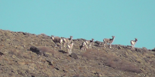 В горах Тарбагатая обитают порядка 600 архаров