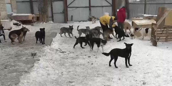 Зоозащитники жалуются на отстрел бродячих собак в ЗКО