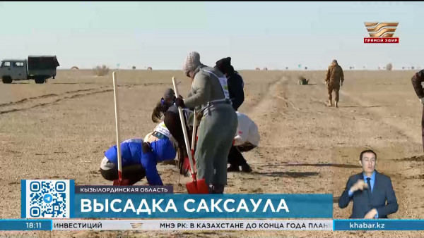 Вырастить лес на высохшем дне Аральского моря планируют экологи