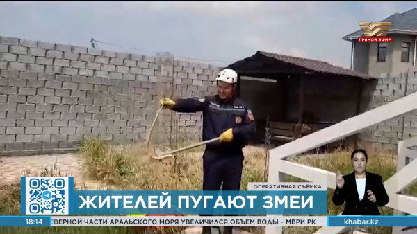 Случаи появления змей участились в Шымкенте