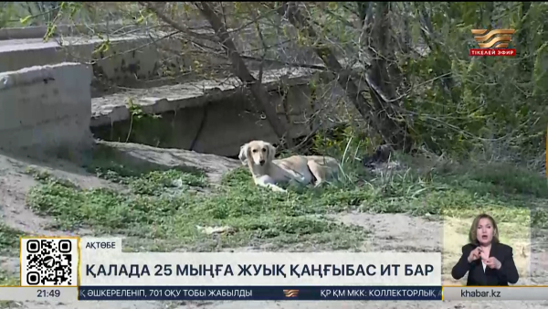 Ақтөбеде жыл басынан бері 200-ге жуық адамды ит қапқан