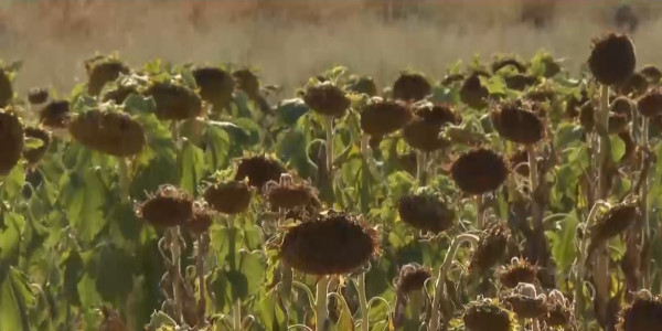 Жамбыл облысында қуаңшылықтан егістер қурап жатыр