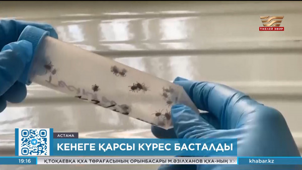 Елде кенеге қарсы күрес басталды