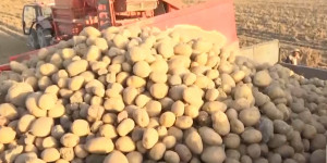 130 тысяч тонн картофеля собрали в Алматинской области