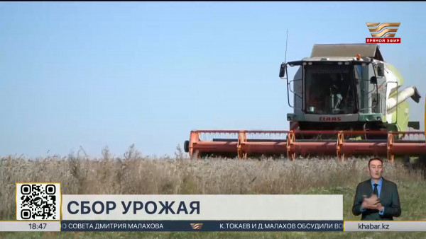 Не менее 20 млн тонн зерновых планируется собрать в 2024 году