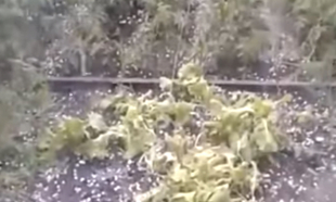 Екібастұзда көлемі 17 милиметр болатын бұршақ жауды