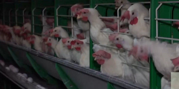 СҚО-ның тағы бір құс фабрикасында қанаттылар қырылып қалды