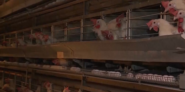 Аркалыкская птицефабрика возобновила производство