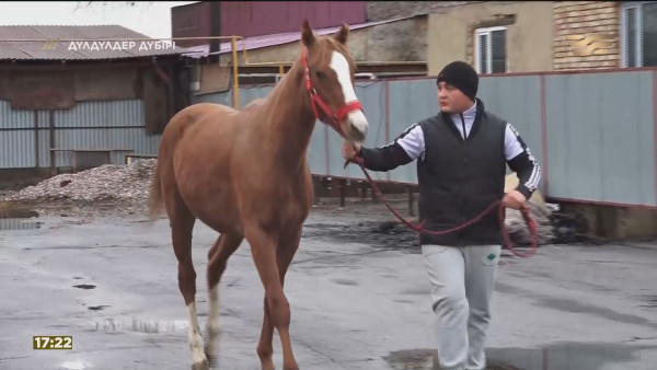 20 бәйгеде жүлде алған Қазына. &laquo;Дүлдүлдер дүбірі&raquo;. Бәйге
