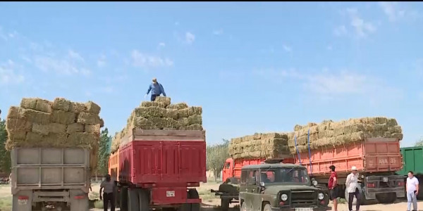 Жұмыла көтерген жүк жеңіл: қуаңшылық кезінде қазақстандықтар қалай көмектесті?