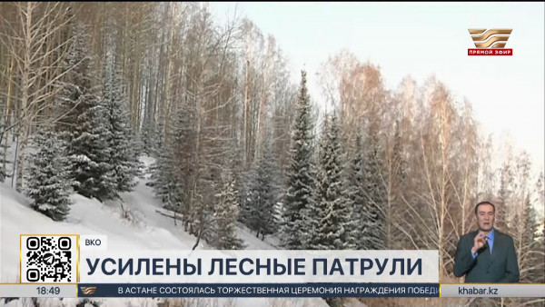 Мобильные патрули начали усиленную охрану лесных массивов в ВКО