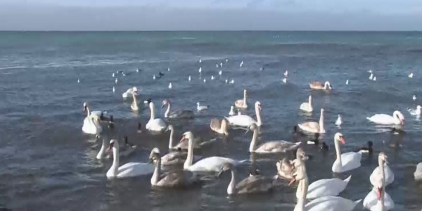 Ақтауға аққулардың алғашқы легі ұшып келді