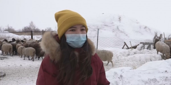 СҚО тұрғыны мал санын көбейтіп, қасапхана ашуды армандап жүр