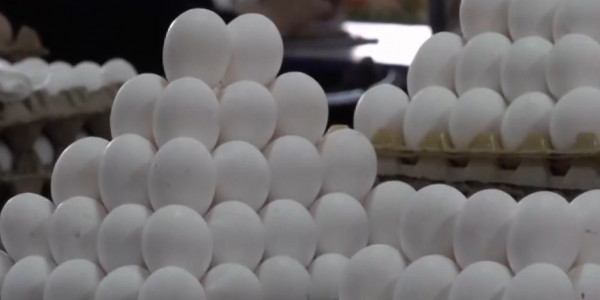 Солтүстік Қазақстан облысында жұмыртқа бағасы қымбаттап кетті