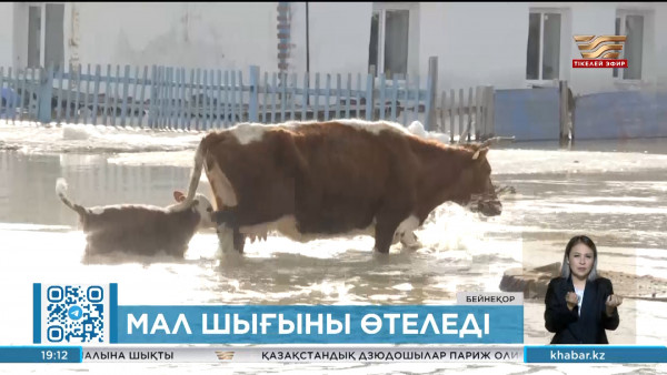 Су тасқынынан 12 мыңнан астам мал қырылды