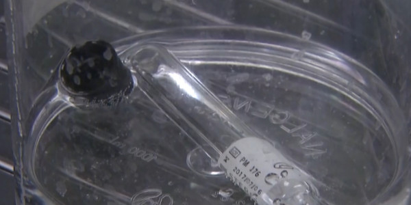 Отечественные ученые принимают участие в разработке вакцины от СOVID-19