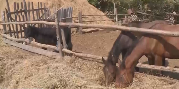 Қоскөлде мал жаятын жер жоқ