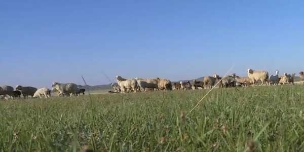 Нұра ауданында жайылымдық жер тапшы