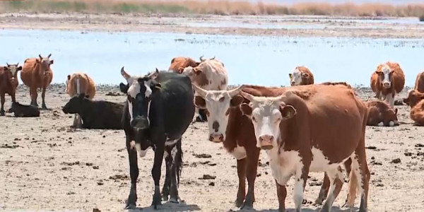 Арал ауданында мүйізді ірі қараның қырылуына тосқауыл қою шаралары қолға алынуда