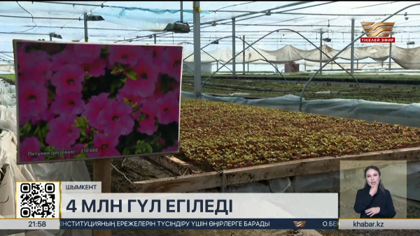 Шымкент көшелерін 4 млн гүл әсемдейді