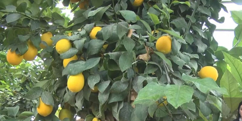 Атырауский агроном адаптировал ташкентские лимоны под местный климат