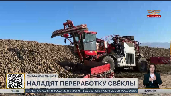 Таразский сахарный завод начнет перерабатывать сахарную свеклу