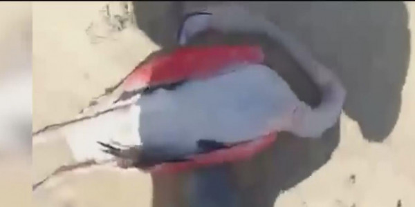 Маңғыстау облысында Қызыл кітапқа енген қоқиқаздардың өлексесі табылды