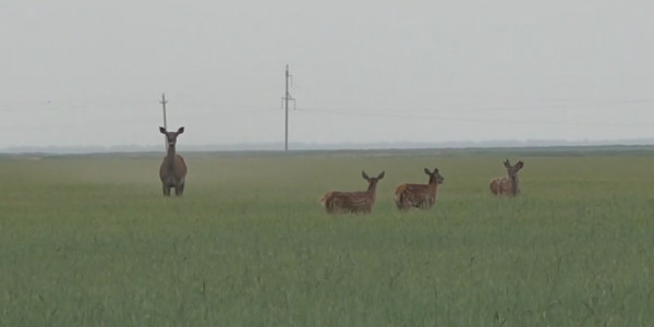 СҚО-да маралдар мен еліктер егістікті таптап жатыр
