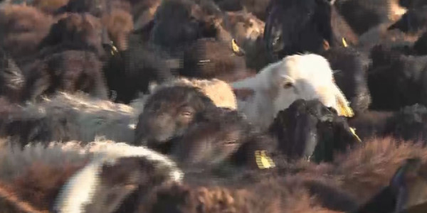 Пандемия салдарынан экспортқа өнім шықпай қалды