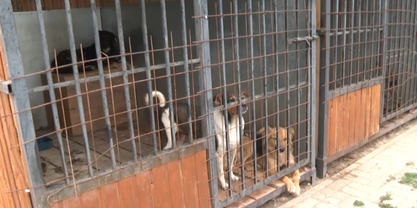 Астанадағы жануарларды қабылдау орталығынан дау шықты