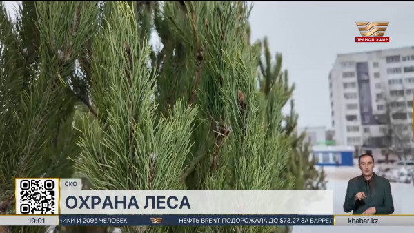 Охрану лесов усилили в СКО