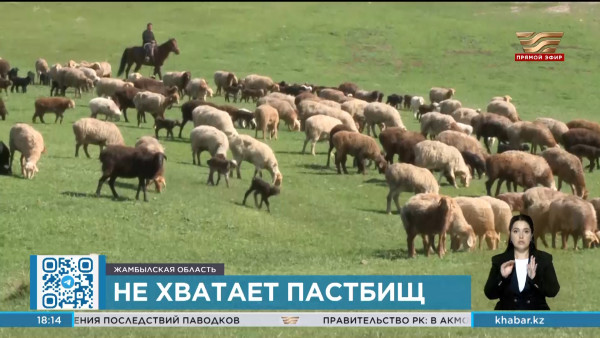 Пастбищных угодий не хватает в сёлах Жамбылской области