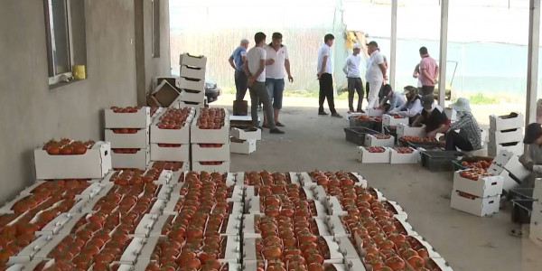 17 млн тенге должны выплатить продающие овощи и фрукты предприниматели