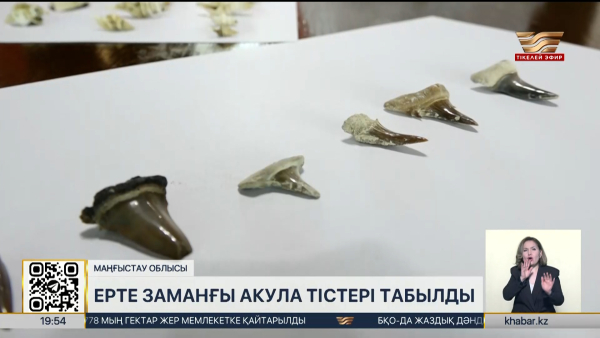 Маңғыстауда ерте заманғы акула тістері табылды